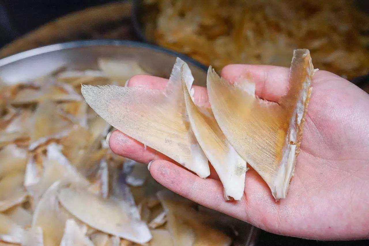 为什么人类不吃鲨鱼肉，但却把鱼翅奉为上品？