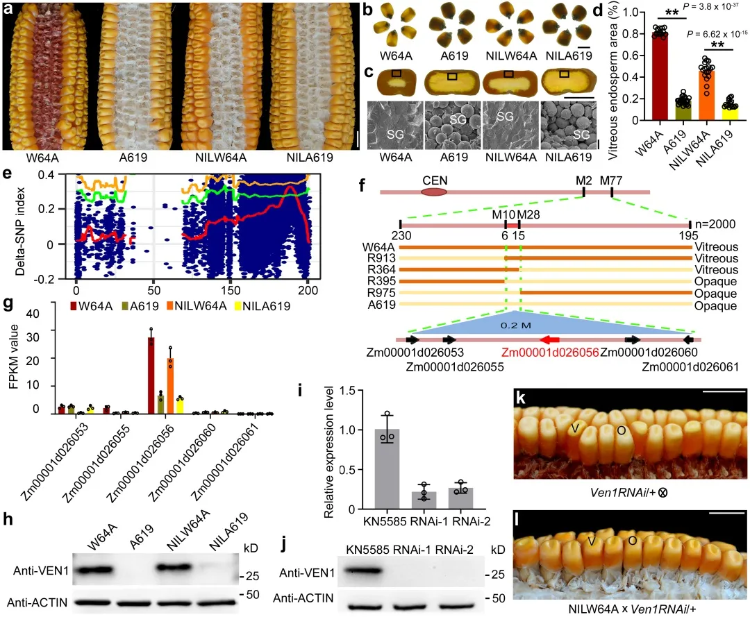 欧易BSA测序&RNA-seq助力解析类胡萝卜素对玉米籽粒质地调节作用