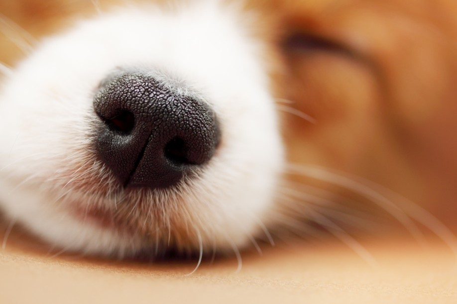 狗狗鼻子干不一定是生病！但狗狗鼻子干还有这些症状，就是生病了