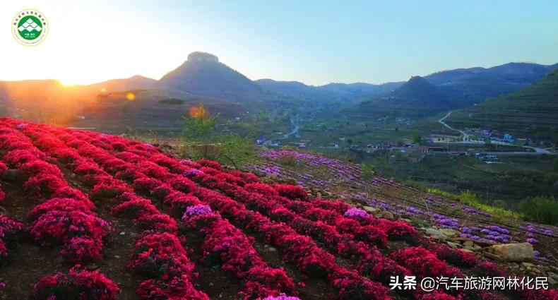 万亩桃花含苞待放，岱崮地貌等你来约