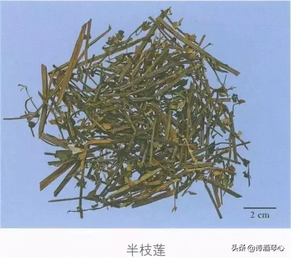 每天最少记一味中药-半枝莲