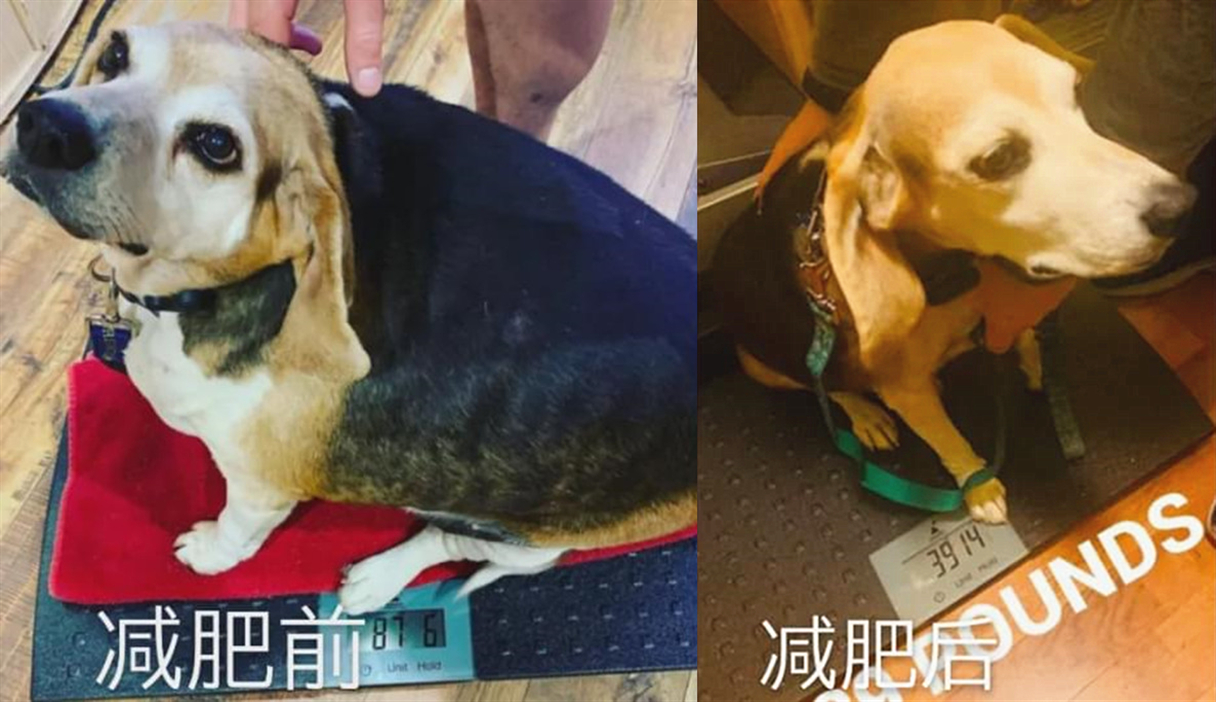 狗狗瘦身记：胖成猪的比格犬被抛弃，却在遇到新主人后减掉49斤