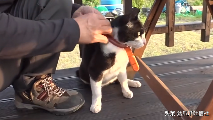 猫咪每日奔袭8公里，只为谈恋爱，谁说异地恋就没有好结局？