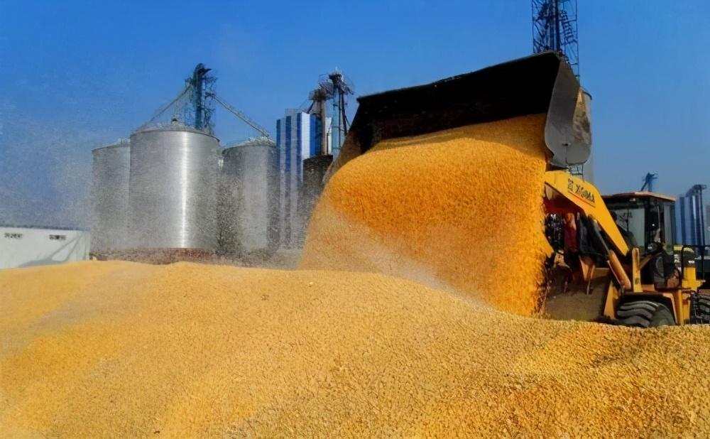 玉米又“暴涨”？未来是涨还是跌？专家已预测！29日玉米价公布