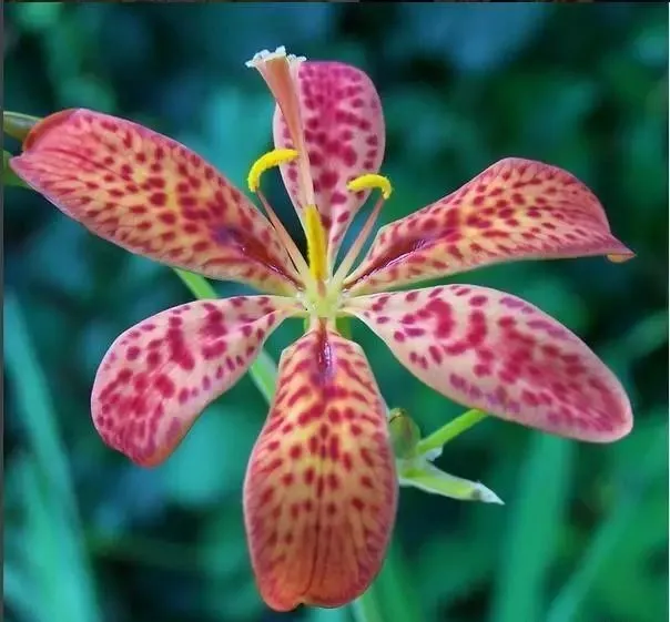 160種· 奇花異草,絕對有你沒見過的! 「下部分」