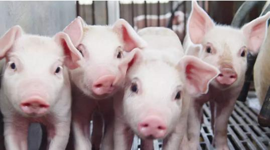 精准饲养，提高猪群的抗体水平，疫情期间猪群的特点
