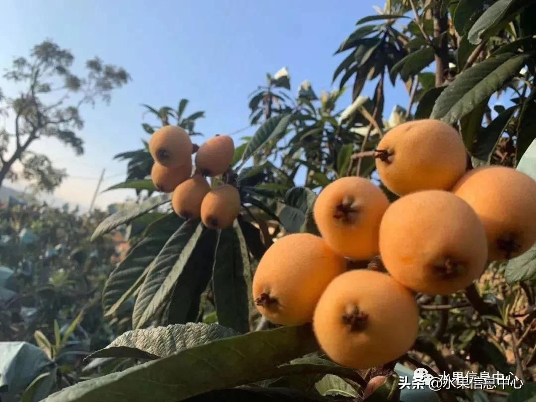 中國(guó)到底哪里的枇杷最好吃?