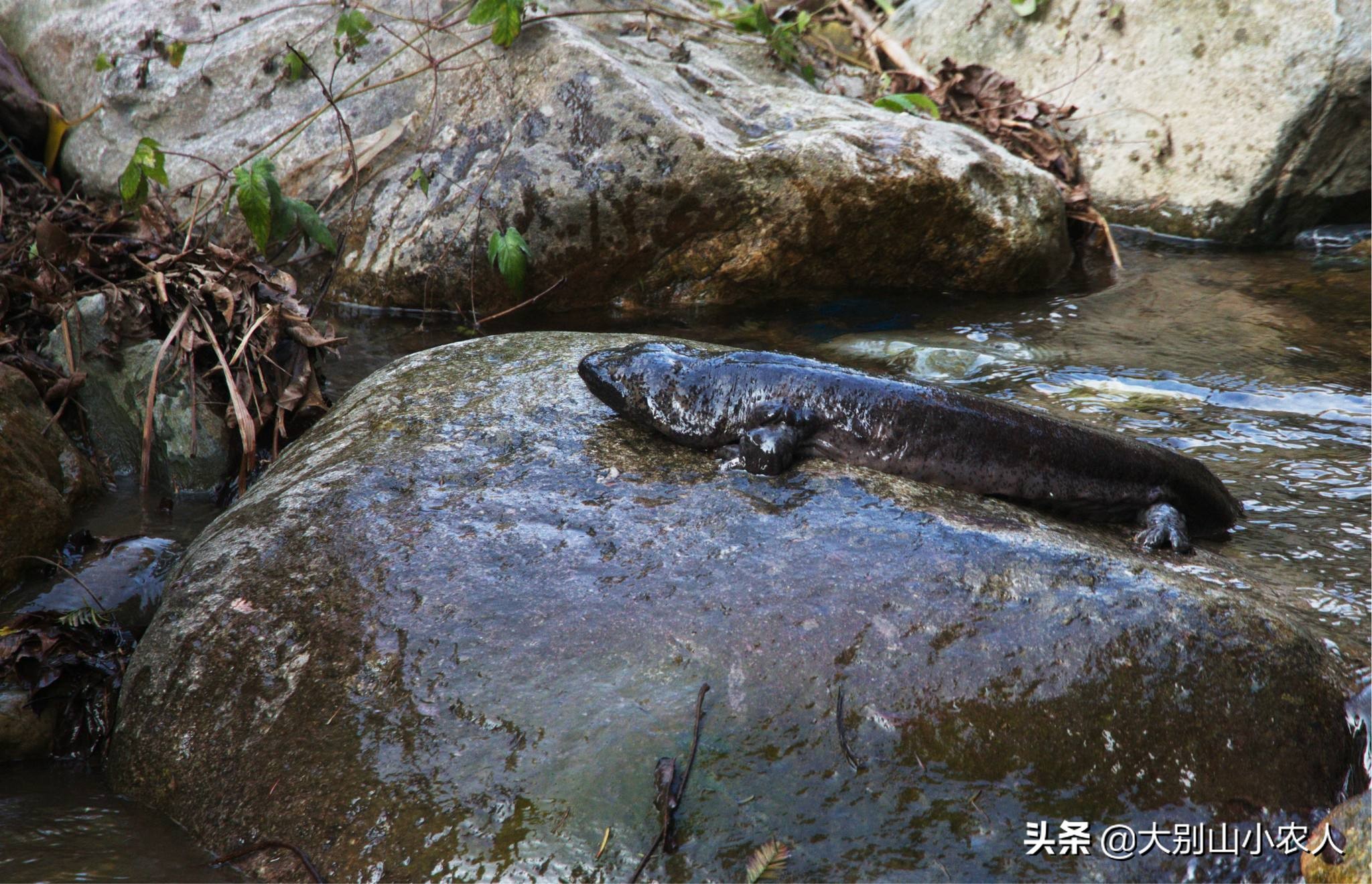 娃娃魚的