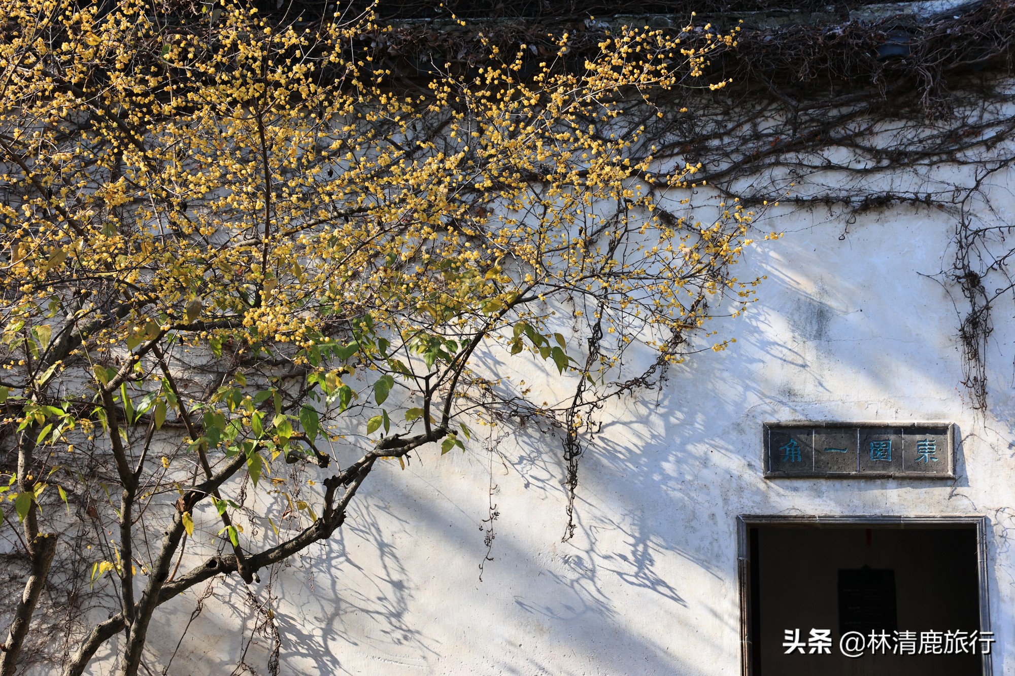 與拙政園齊名的園林，有江南四大名石之首，冬日景色也很美