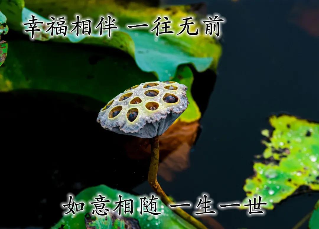 新款早安带字图片，最好看的带花早上好祝福图片图片