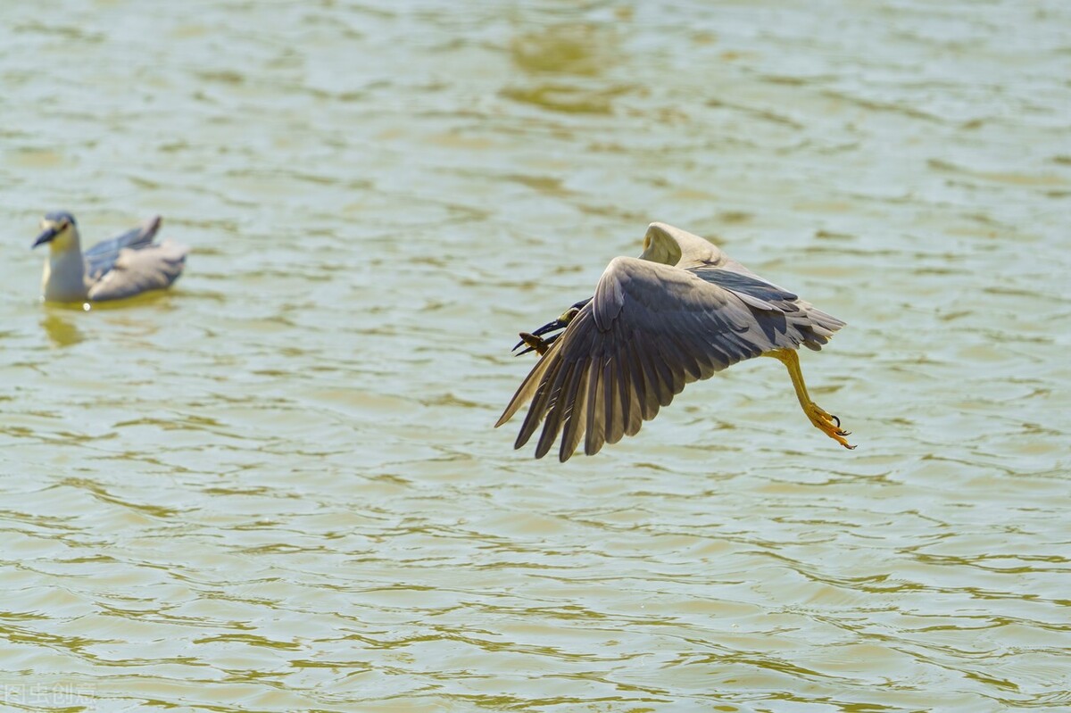 北京動物園的編外居民，不請自來的神秘鳥類：夜鷺