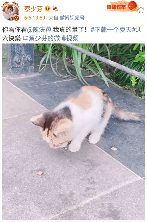 蔡少芬张晋携儿女喂流浪猫，一家五口幸福同框，鱼蛋小奶音超萌