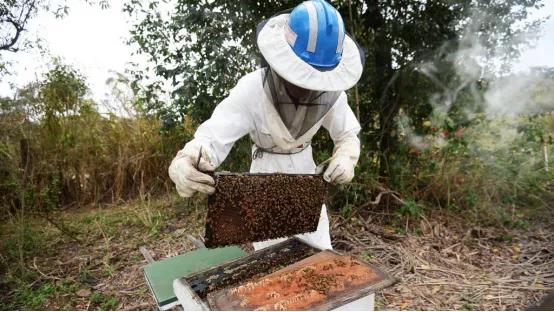 澳洲养蜂大军崛起！一年注册人数超3W，获利上百亿澳元