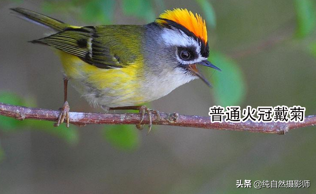 鸟叫声大全试听mp3中国最小鸟类49种您认识几种