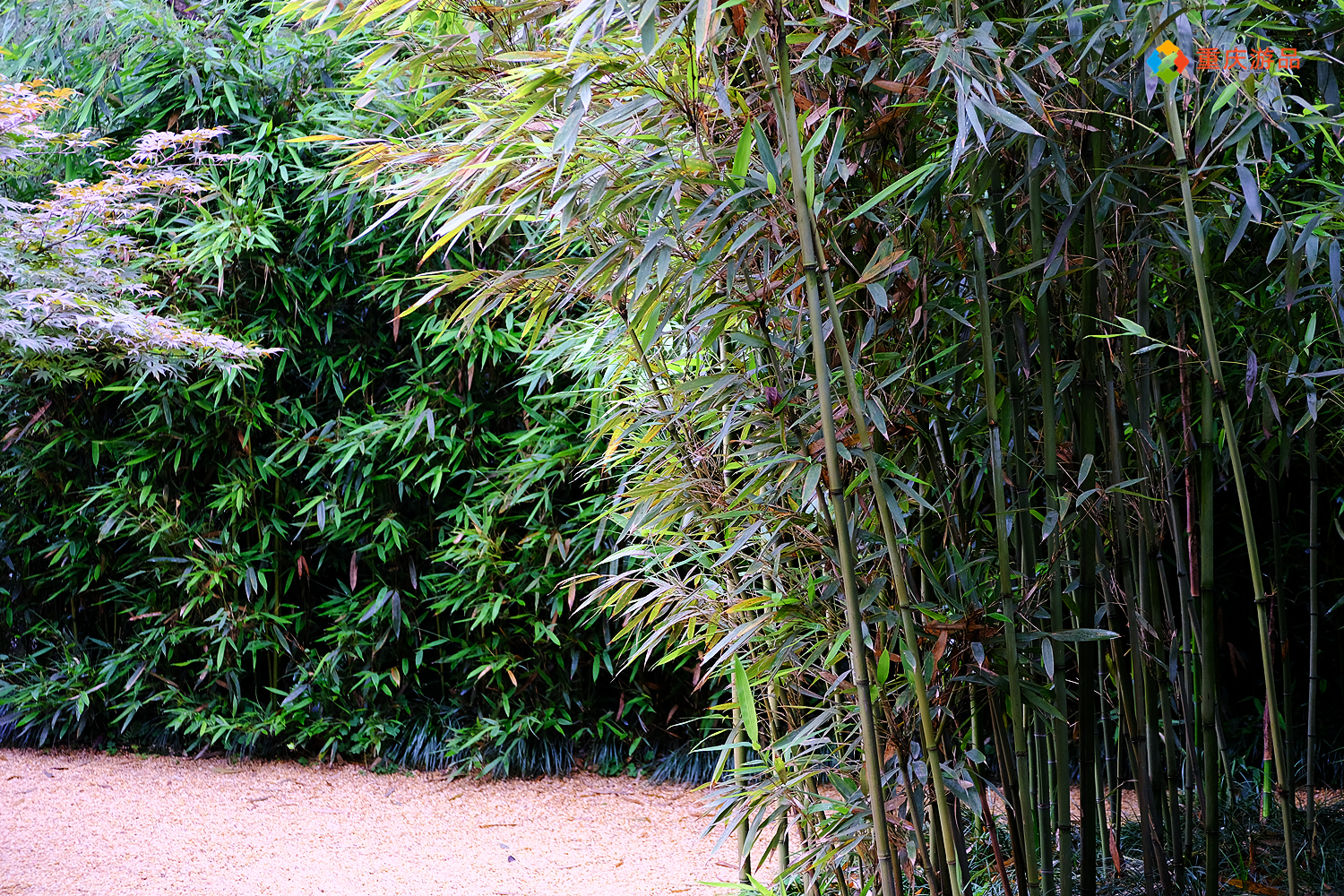 魅力渝中：建于清朝的私家园林，变成重庆人的城市公园，免费开放