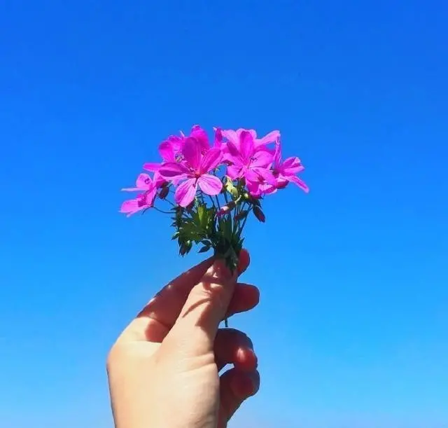 清晨太阳升起明亮你的心情 一声问候温暖你的心情图片