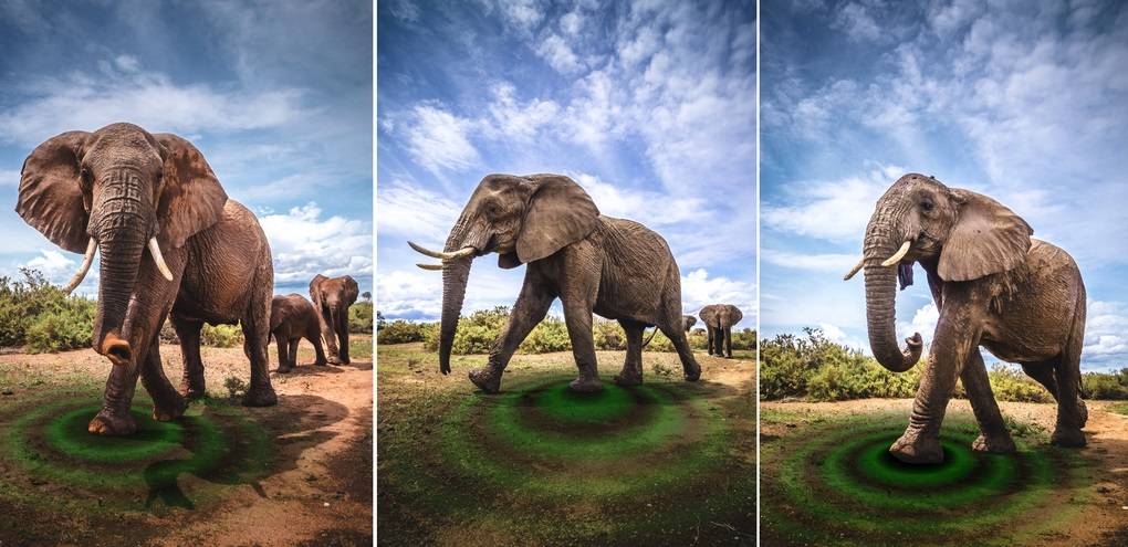 雲南象群遭遇5.1級地震，距雙柏震中僅30公裏！大象會有預感嗎？