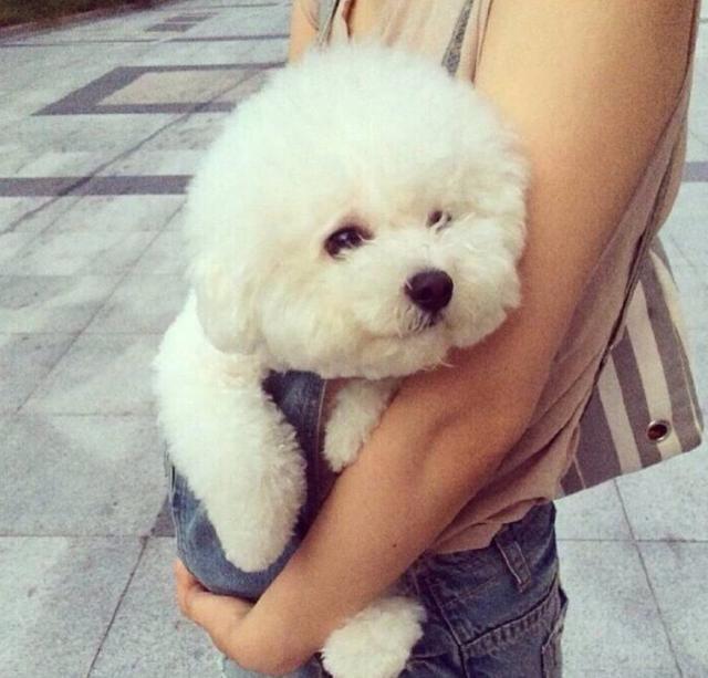 这8种脾气好的狗狗，真是“香饽饽”，不管怎么撸都不会生气