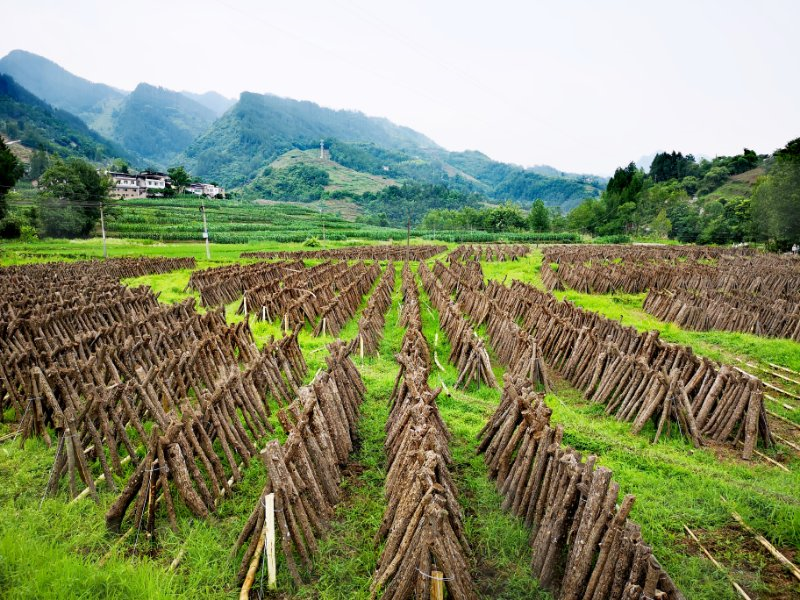 重庆云阳泥溪：小小黑木耳，撑起“脱贫梦”