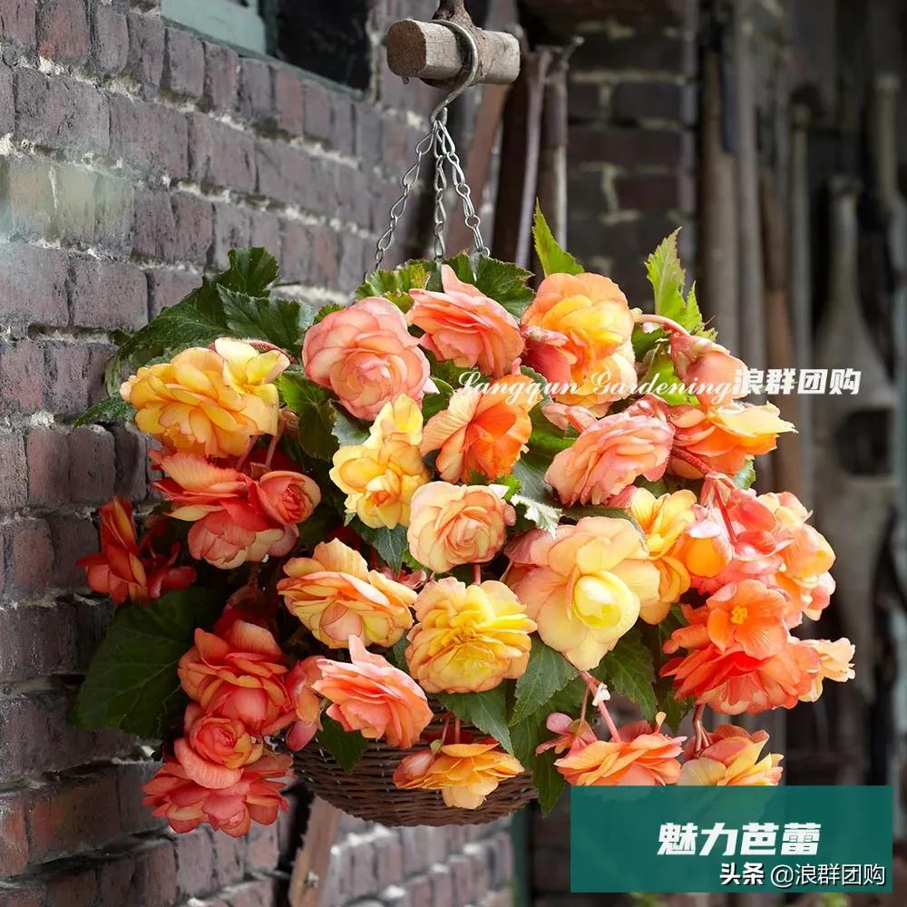 球根海棠 兼具茶花之美 牡丹之華麗 浪群團購 Mdeditor 球根海棠 兼具茶花之美 牡丹之華麗 浪群團購 Mdeditor