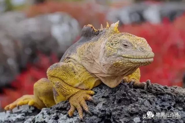 走世界聊地震 | 环球旅行家心中的终极海岛《进化论》的启蒙地