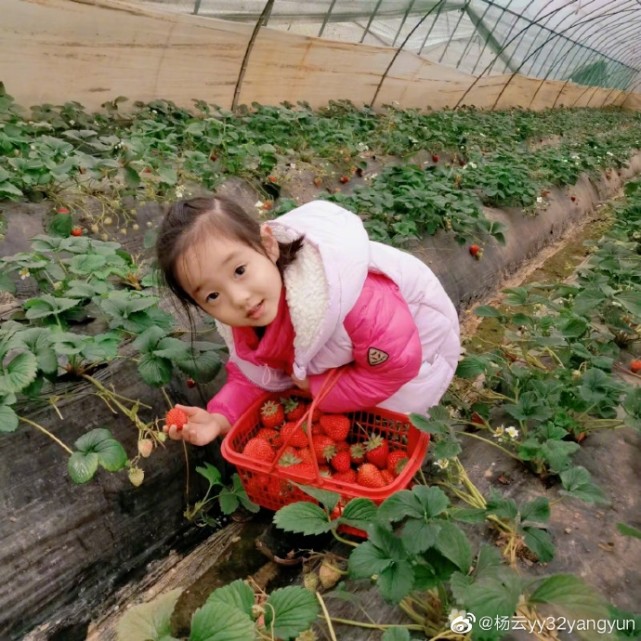楊威老婆帶仨孩子採摘，樂樂變大力士拎兩筐草莓，高姐姐歡歡半頭