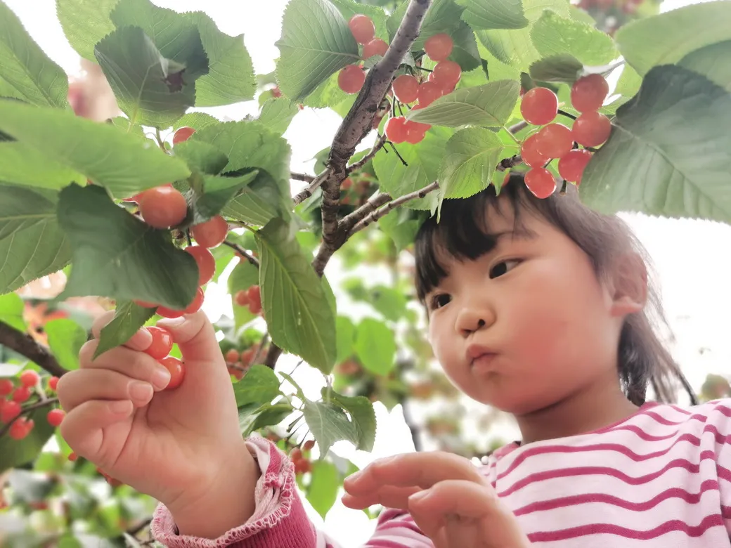 天府新区华阳幼儿园西区开展“幼儿园里的樱桃树”主题活动