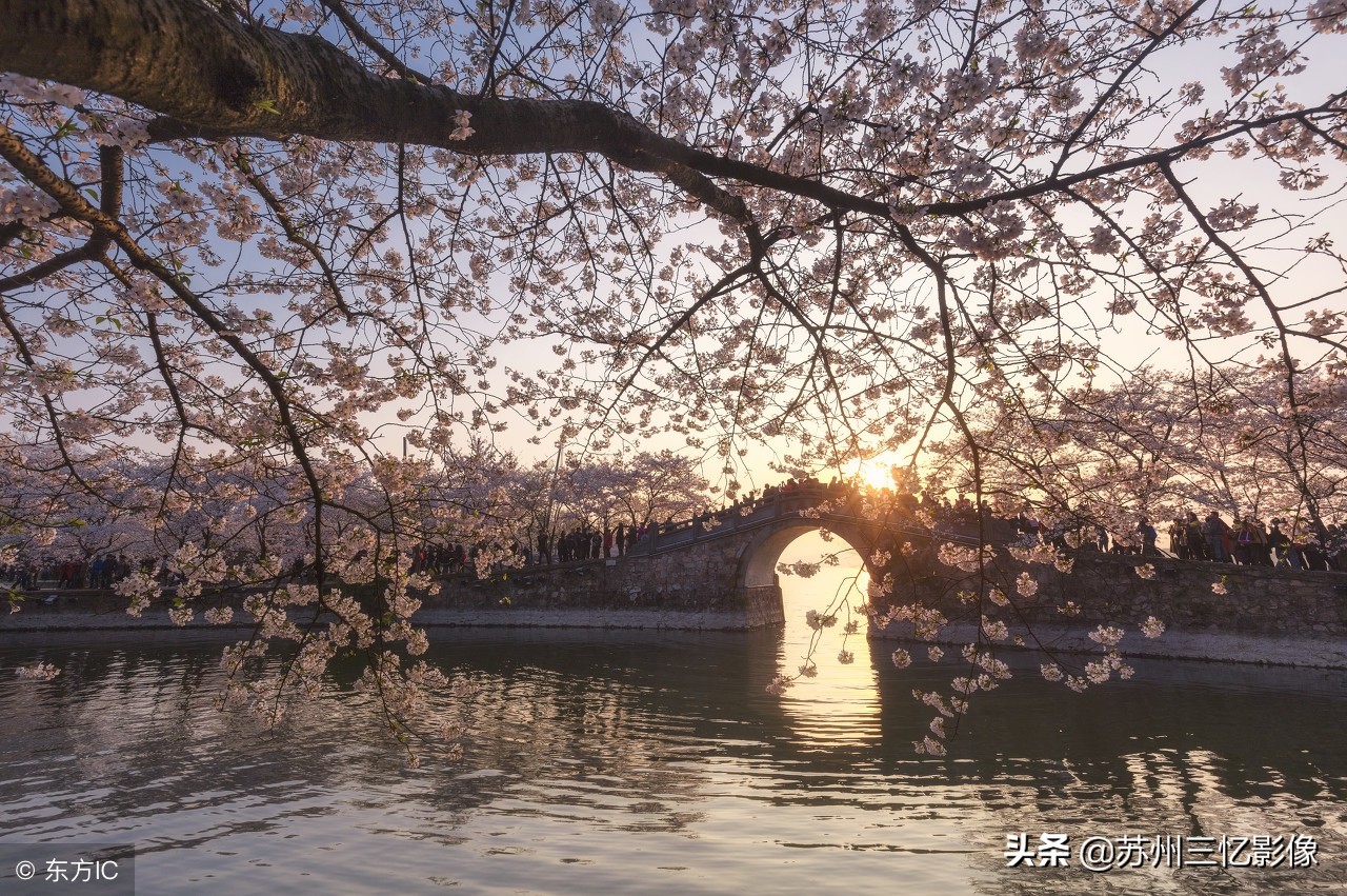 一处江南赏樱胜地——无锡鼋头渚