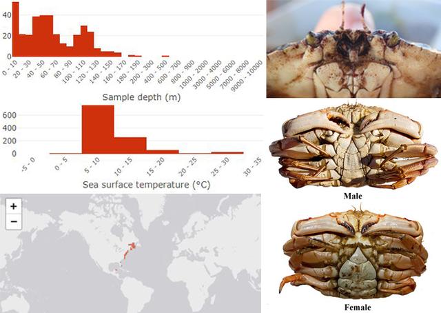 蟹考记（二）——图鉴全球各种常见食用蟹A