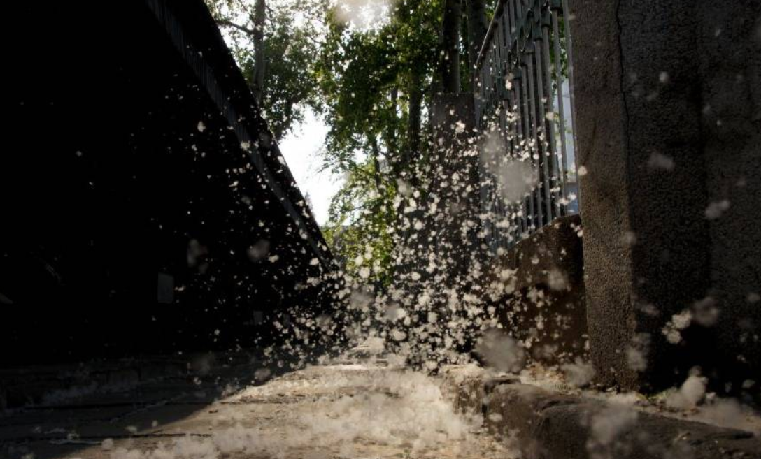 北京又在飞絮了！为什么不把杨柳树换掉？看了