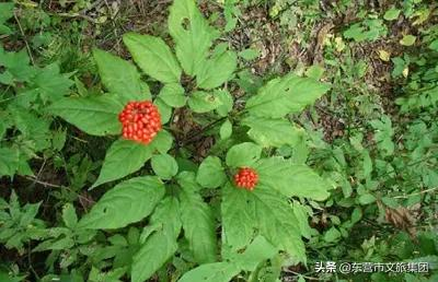 花仙谷中草药园景观全新升级！中医药研学新亮点