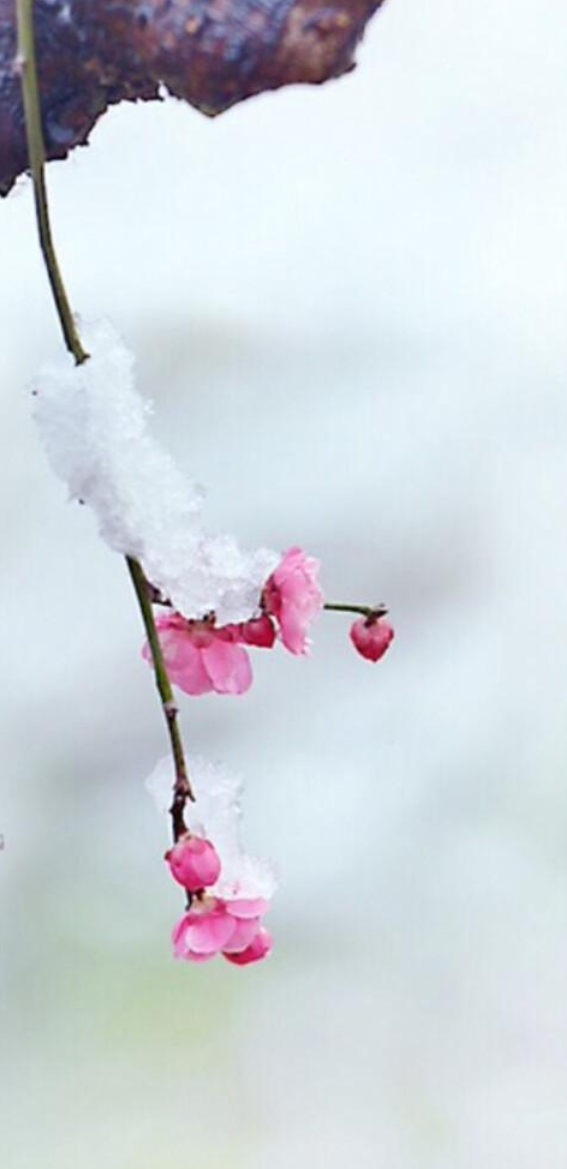 春雪初消好问程，十首春雪的诗词，看银装素裹如画风景-第8张图片-诗句网