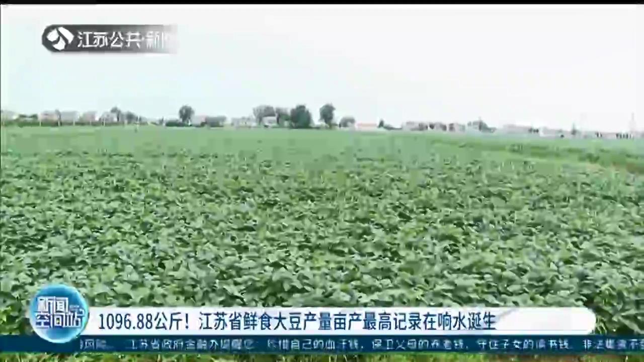 1096.88公斤！江苏省鲜食大豆产量亩产最高记录在响水诞生