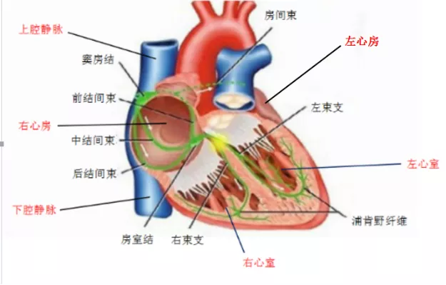 【为了您的健康，我们的专家有话说】窦房结-----心脏搏动的“司令官”