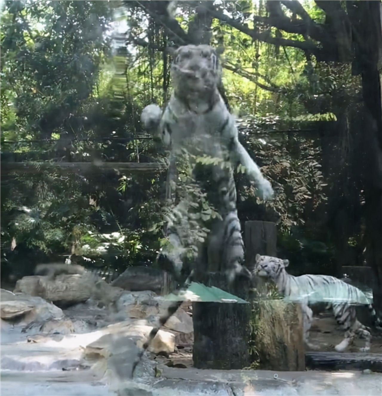 全红婵第一次去动物园！老虎隔着玻璃向她扑来，红姐吓了一跳：哇