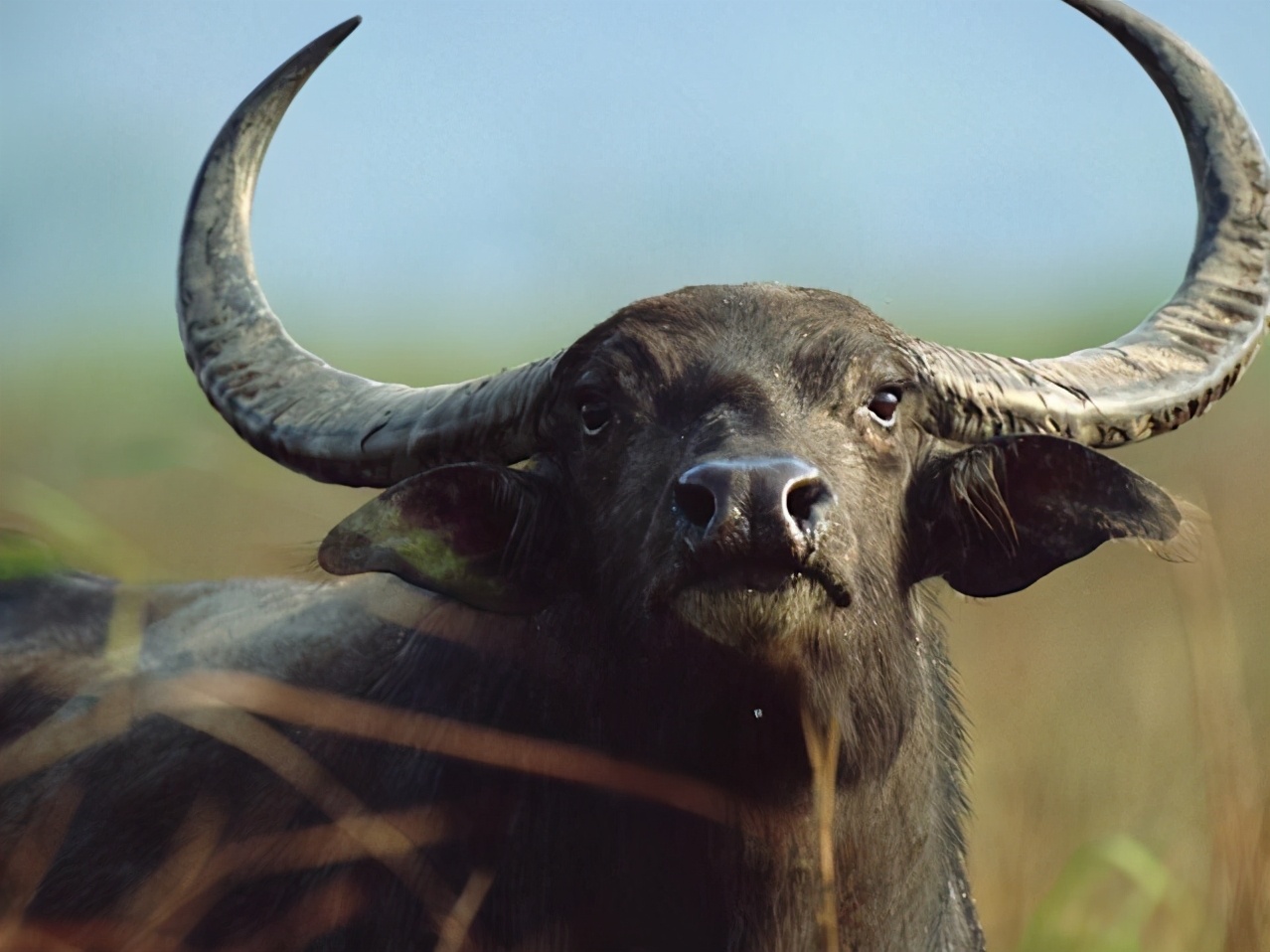 Indian farmers illegally alcohol and were betrayed by their own buffalo - MINNEWS