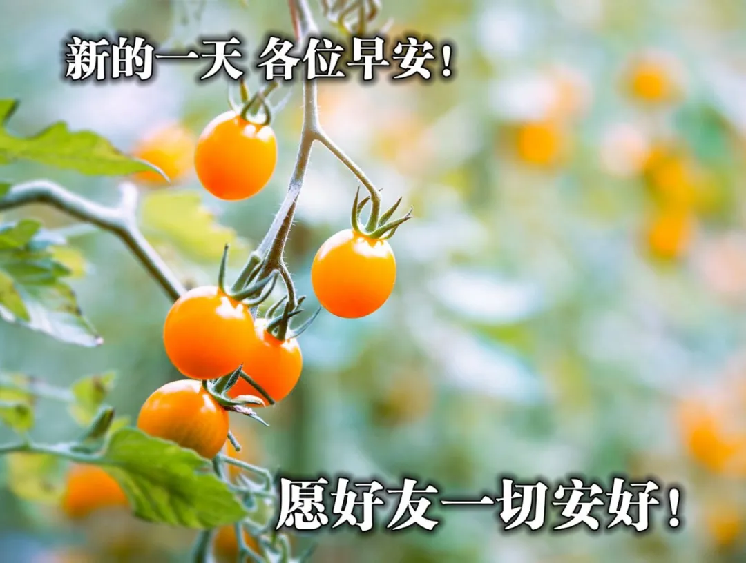 早上好 祝愿你万事顺意 快乐相随 天天都有好心情 早安 金峰之约 Mdeditor
