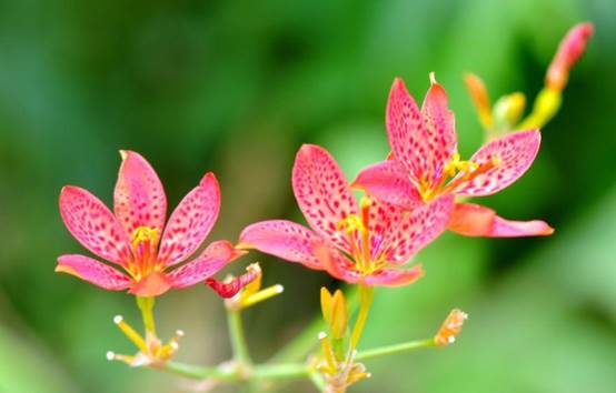 陌嗨短视频，运用好俯拍，拍摄出别人达不到的效果