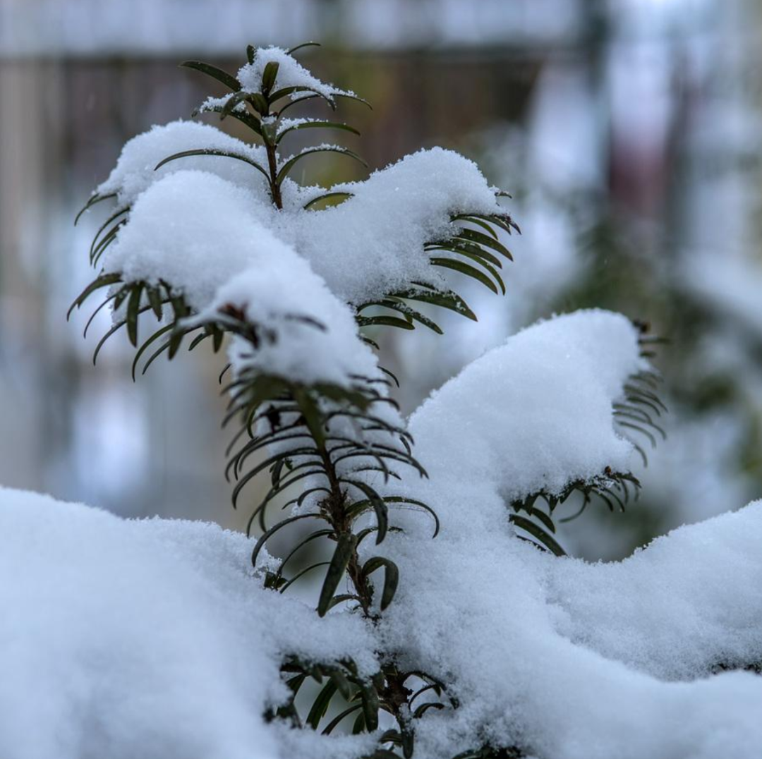 初雪来袭，关于雪的古诗美了整个冬天-第14张图片-诗句网