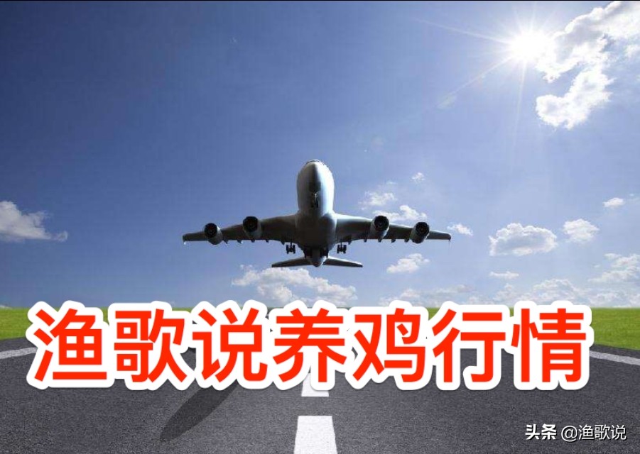 渔歌说禽业行情--东东牧云资讯00112期2020-6-29