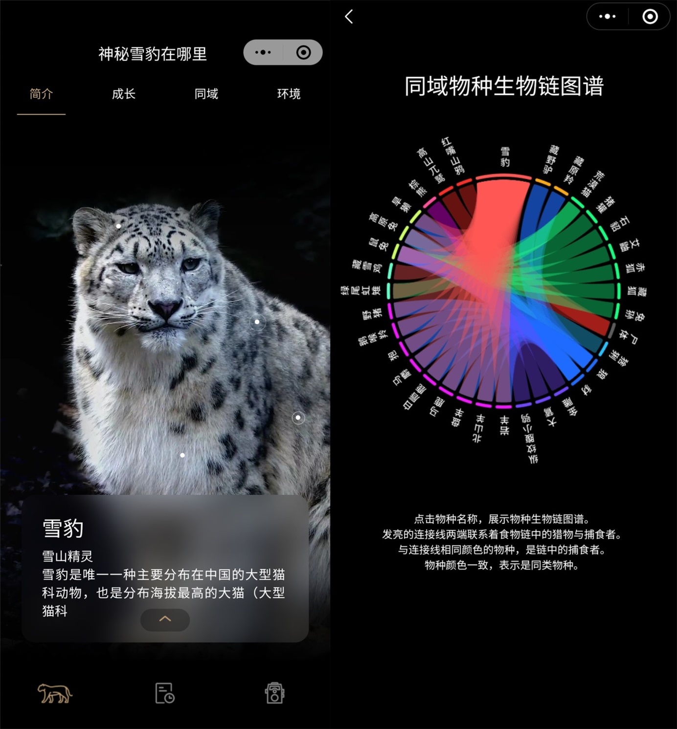 世界雪豹日 腾讯推"神秘雪豹在哪里"小程序用AI助力雪豹保护