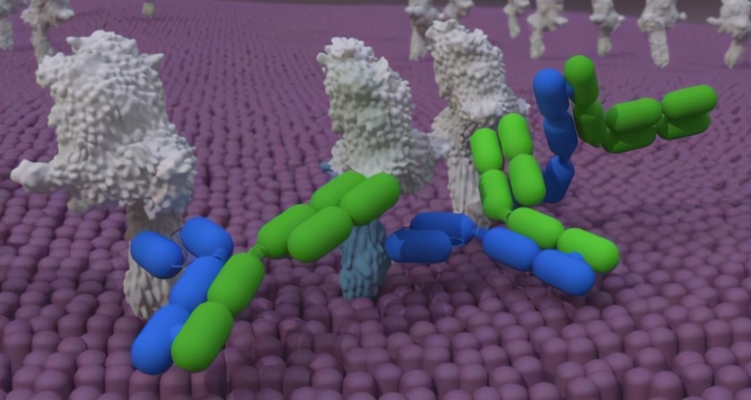 胃癌已上市的靶向和免疫药物