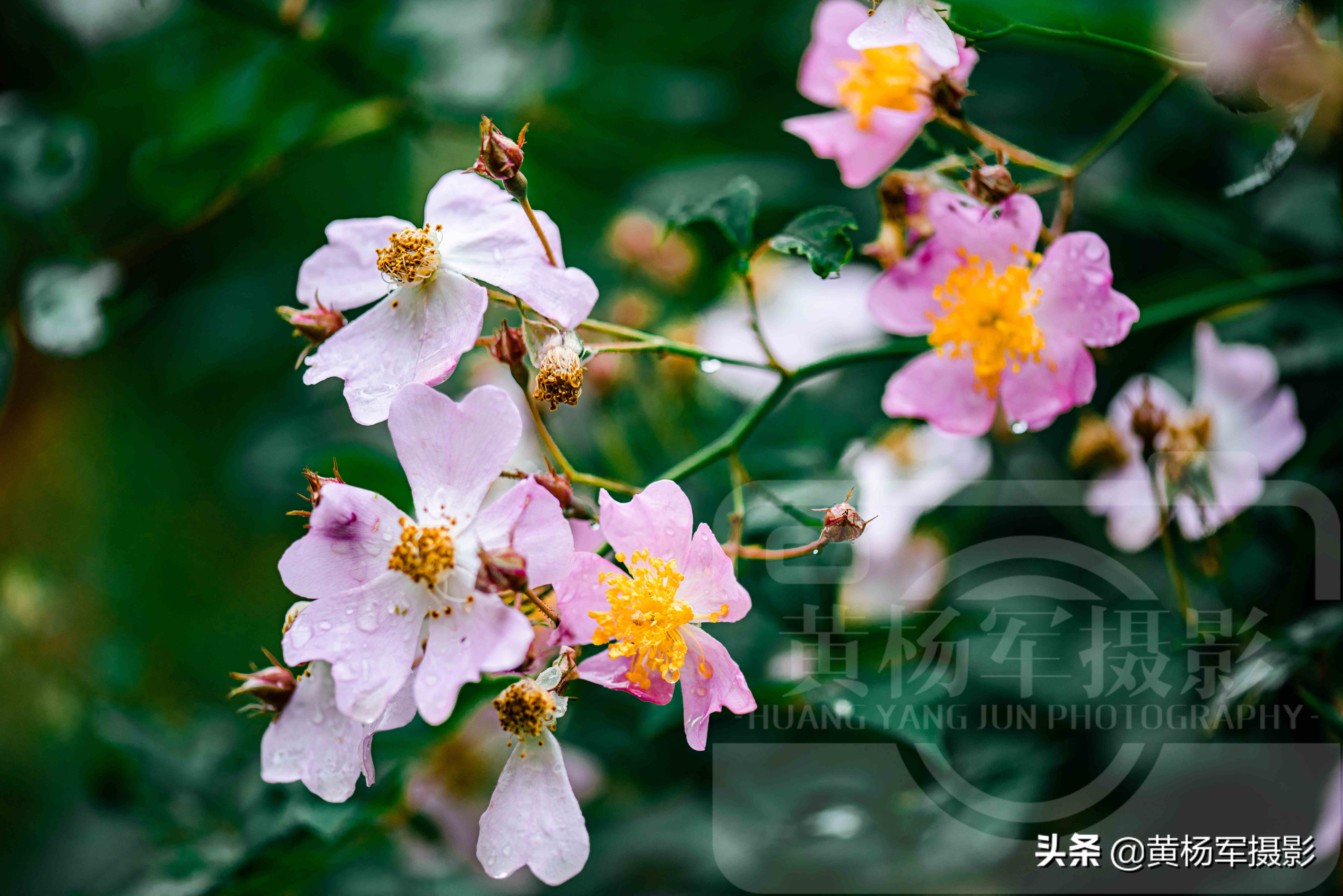 春雨中美豔盛開的野薔薇花 絢爛的花朵非常漂亮 百態常見的野花 黃楊軍攝影 Mdeditor