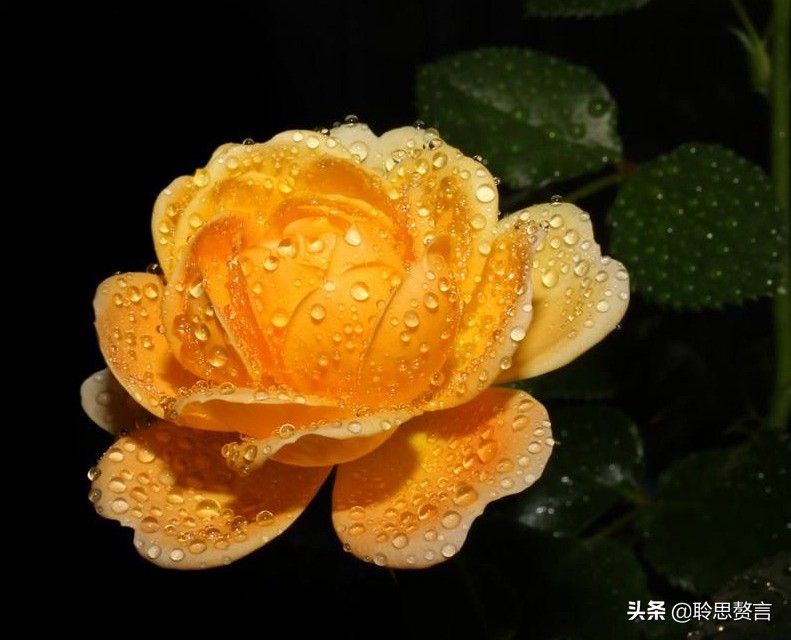 生日祝寿诗词精选四十二首 最美好的祝福，都在诗句里了-第12张图片-非凡网