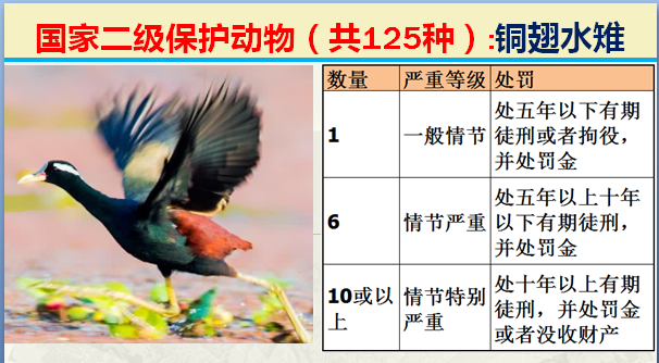 国家最新125类二级野生保护名录，图片及违法对应刑责