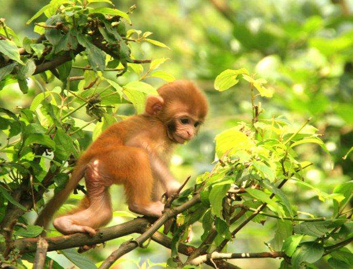 工人打死并煮食野生猕猴涉嫌杀害珍贵野生动物
