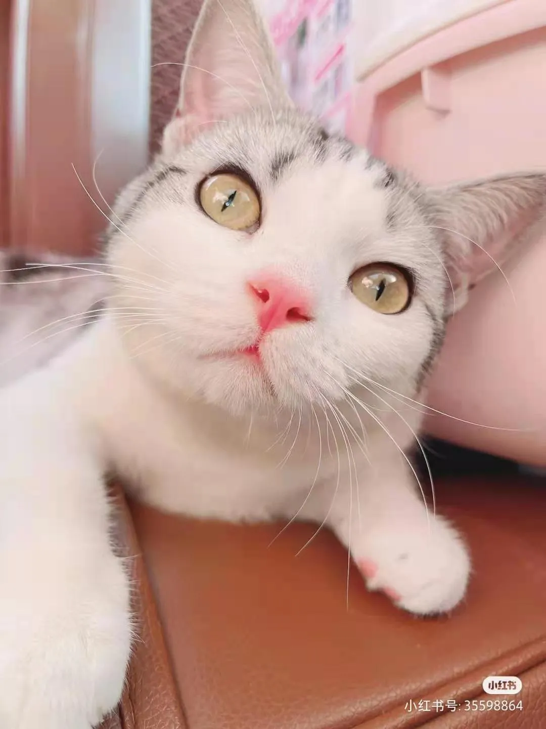 我家猫搓jio搓上瘾 就连医生也没辙了 猫与爱的世界 Mdeditor 我家猫搓jio搓上瘾 就连医生也没辙了 猫与爱的世界 Mdeditor