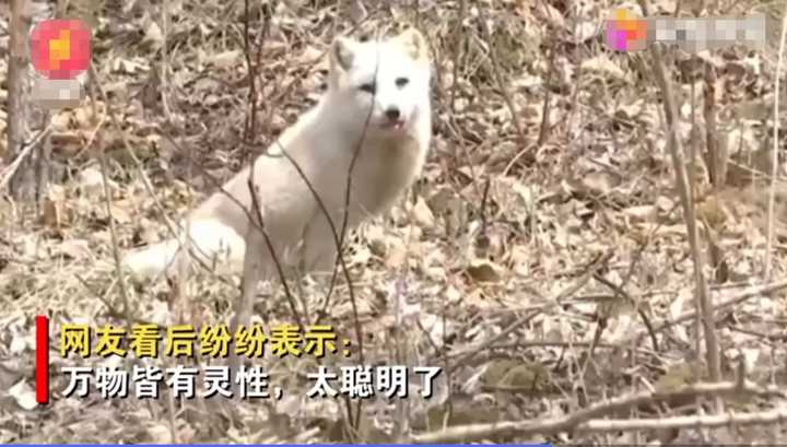 不愧是“狐貍精”，知道“有困難找警察”！東北銀狐進派出所求助