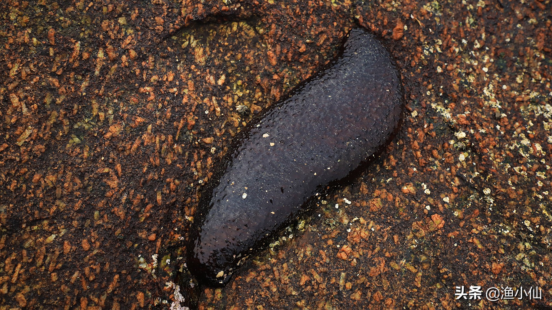 海参品种九百多种,可食用的也才200来种,还有部分是有毒的