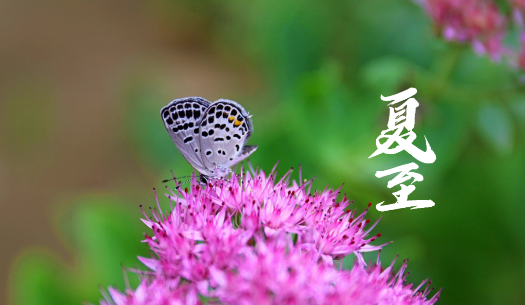 在古诗词里，寻找夏日的美好-第7张图片-非凡网